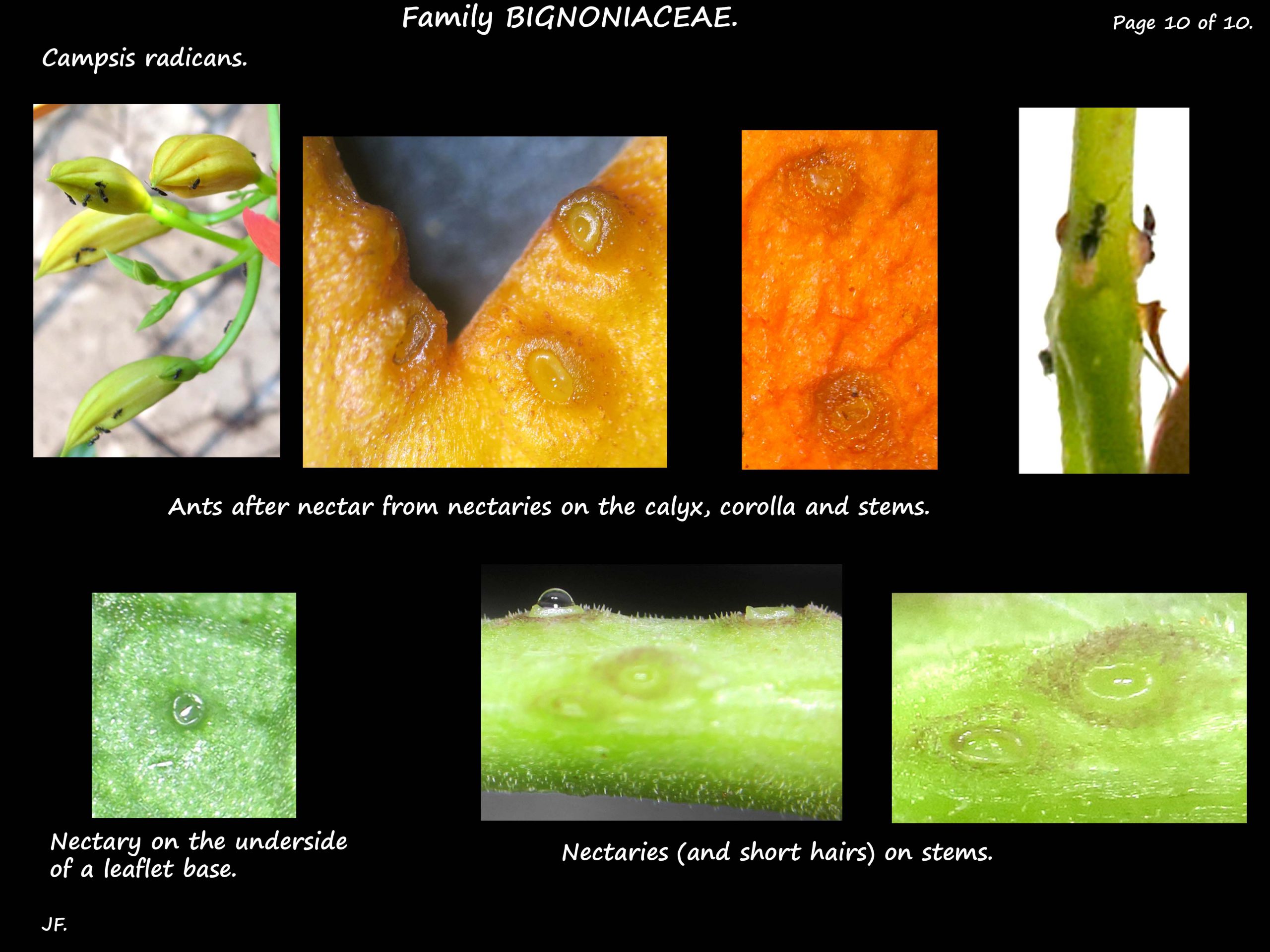 10 Campsis radicans nectaries